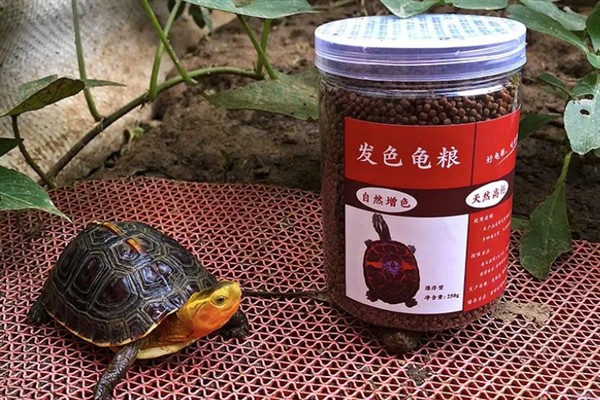 火焰龟吃发色粮有没有用，有助于让它们沉淀色素