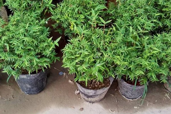 凤尾竹枝干如何修剪，及时修剪枯黄和密集的枝干