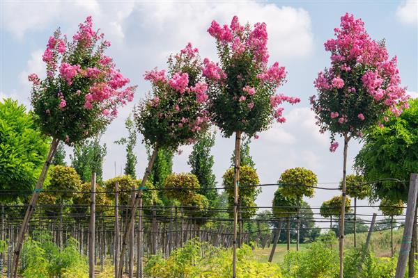 判断紫薇树是否死的方法,叶片枯黄掉落、不长新叶便表示已经死亡