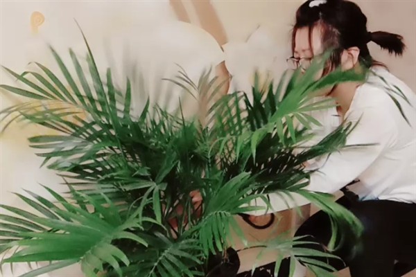 凤尾竹枝干如何修剪，及时修剪枯黄和密集的枝干