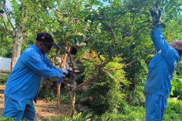 判断紫薇树是否死的方法,叶片枯黄掉落、不长新叶便表示已经死亡