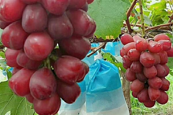 浪漫红颜葡萄品种简介,是一种无核葡萄新品种