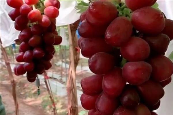 浪漫红颜葡萄品种简介,是一种无核葡萄新品种