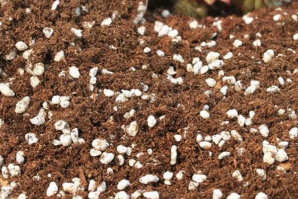 碧光环的繁殖方法,秋季播种可提高存活率