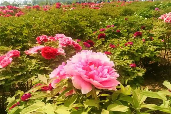 牡丹花有什么特点，单瓣型品种的结实能力较强