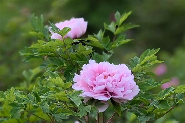 牡丹花有什么特点，单瓣型品种的结实能力较强