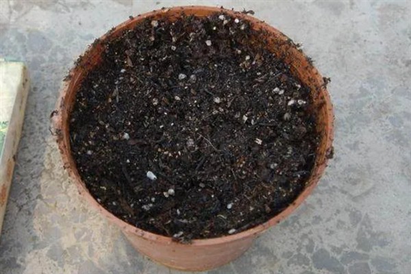 碧光环的繁殖方法,秋季播种可提高存活率