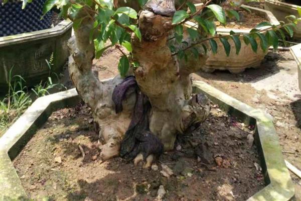 判断紫薇树是否死的方法,叶片枯黄掉落、不长新叶便表示已经死亡