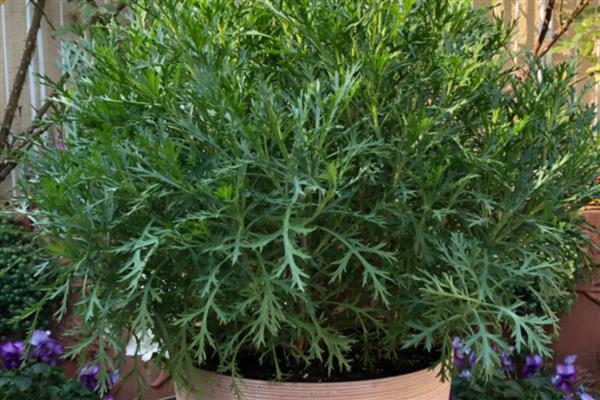 玛格丽特花是不是多年生植物,植株属于多年生草本植物