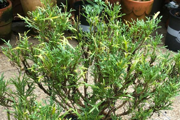 玛格丽特花是不是多年生植物,植株属于多年生草本植物