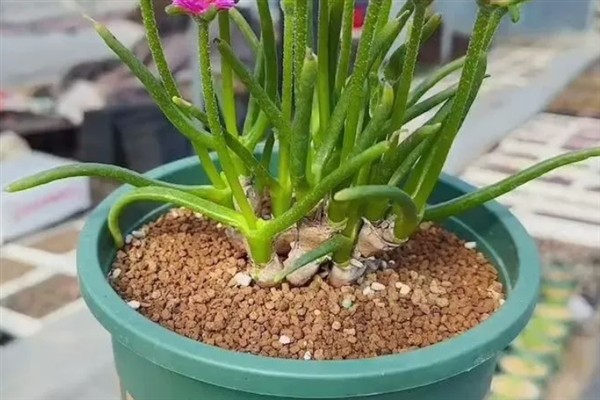 碧光环的繁殖方法,秋季播种可提高存活率