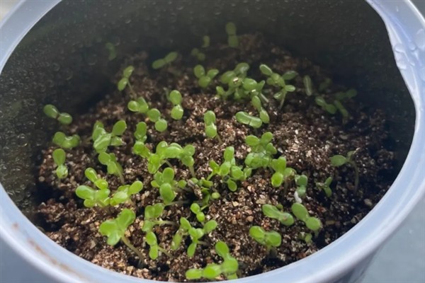 碧光环的繁殖方法,秋季播种可提高存活率