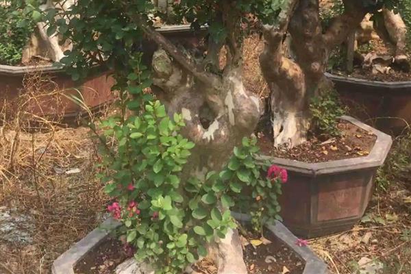 判断紫薇树是否死的方法,叶片枯黄掉落、不长新叶便表示已经死亡