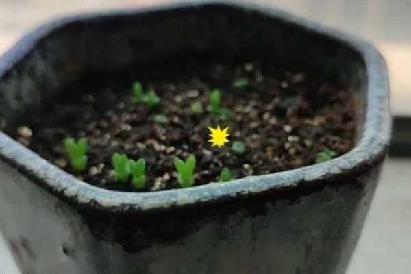 碧光环的繁殖方法,秋季播种可提高存活率