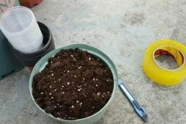 碧光环的繁殖方法,秋季播种可提高存活率