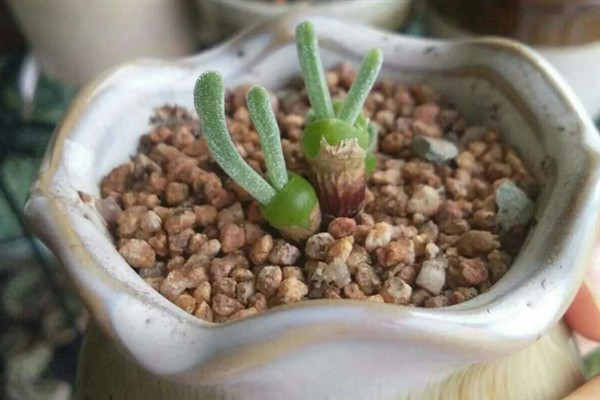 碧光环的繁殖方法,秋季播种可提高存活率