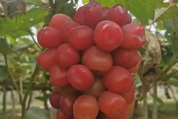 浪漫红颜葡萄品种简介,是一种无核葡萄新品种