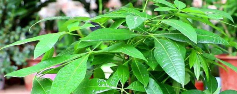 冬天给发财树套袋的方法，将树干与树冠用袋子包起来并固定即可