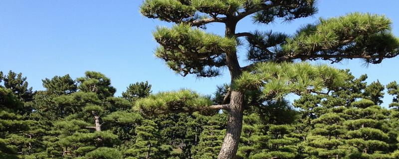 哪些树木的阳气最强，常见松树、柏树、桃树等品种