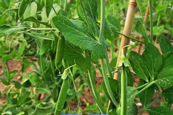 甜豌豆的种植方法，苗高35-50厘米时要搭架引蔓