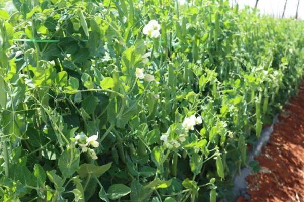 甜豌豆的种植方法，苗高35-50厘米时要搭架引蔓