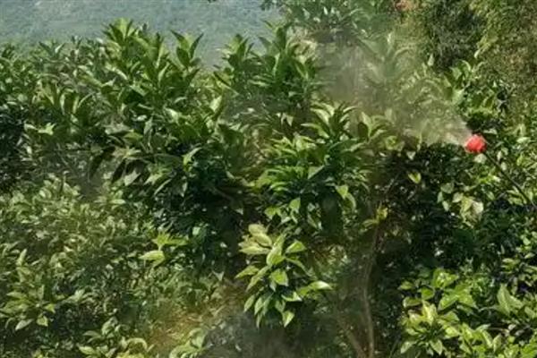 亩旺特螺虫乙酯的用量，针对不同害虫的用量不用
