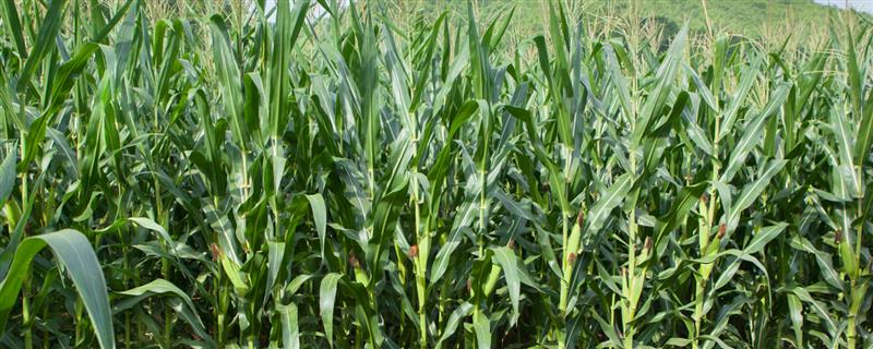 玉米怎么促熟,吐丝期每亩用硝酸铵10㎏开沟追施