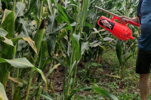 玉米怎么促熟,吐丝期每亩用硝酸铵10㎏开沟追施