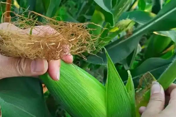 玉米怎么促熟,吐丝期每亩用硝酸铵10㎏开沟追施