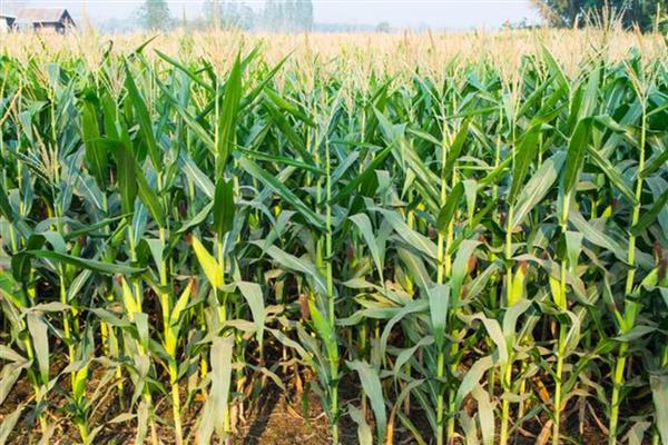 玉米怎么促熟,吐丝期每亩用硝酸铵10㎏开沟追施