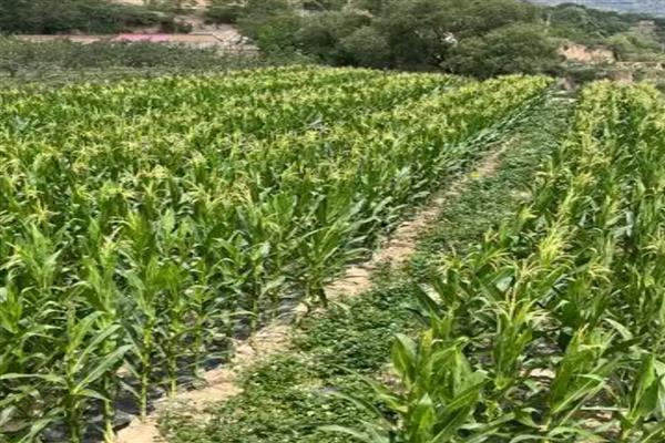 玉米怎么促熟,吐丝期每亩用硝酸铵10㎏开沟追施