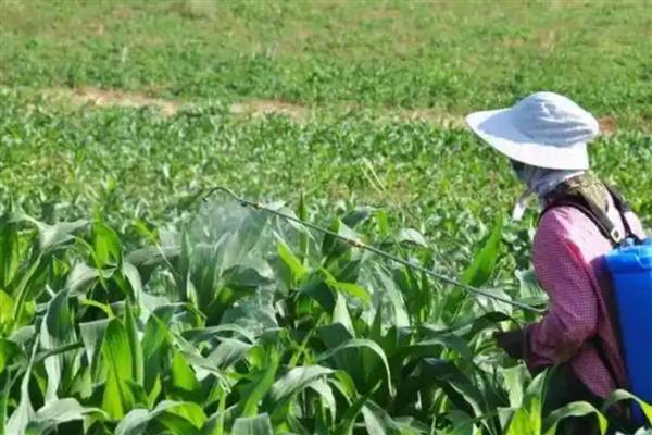 玉米怎么促熟,吐丝期每亩用硝酸铵10㎏开沟追施