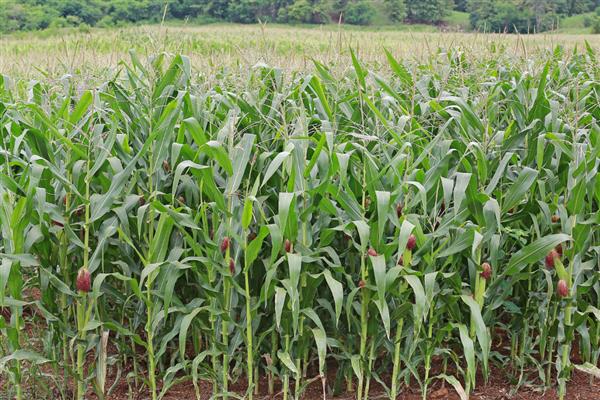 玉米怎么促熟,吐丝期每亩用硝酸铵10㎏开沟追施