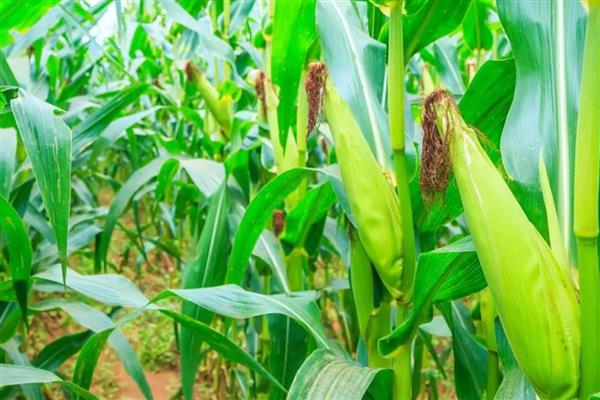 玉米怎么促熟,吐丝期每亩用硝酸铵10㎏开沟追施