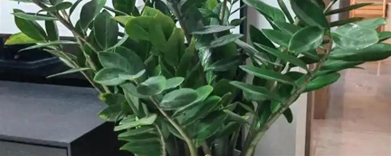 金钱树烂茎如何救治，温度控制在20-30℃左右
