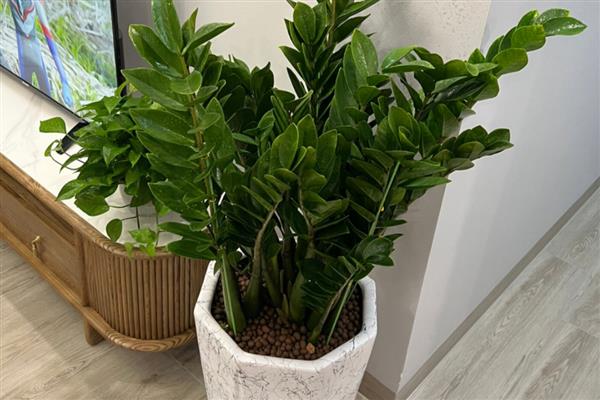 金钱树烂茎如何救治，温度控制在20-30℃左右