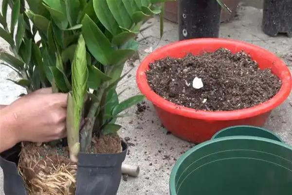 金钱树烂茎如何救治，温度控制在20-30℃左右