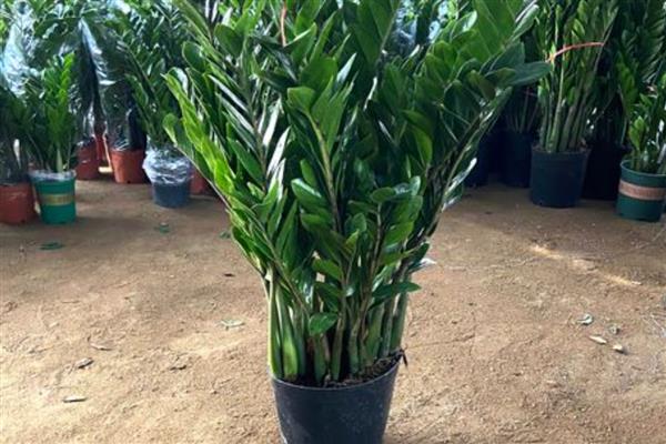金钱树烂茎如何救治，温度控制在20-30℃左右