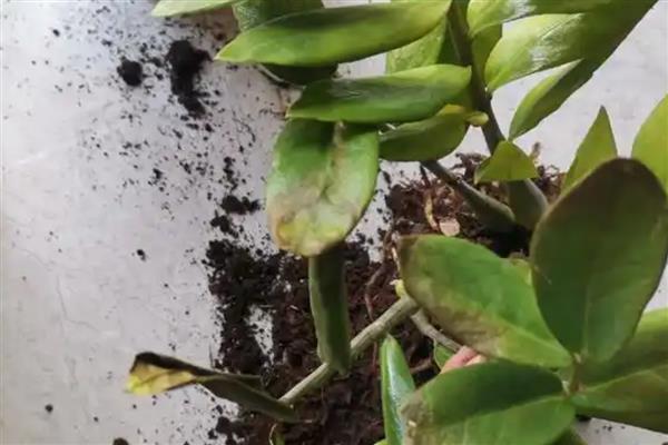 金钱树烂茎如何救治，温度控制在20-30℃左右