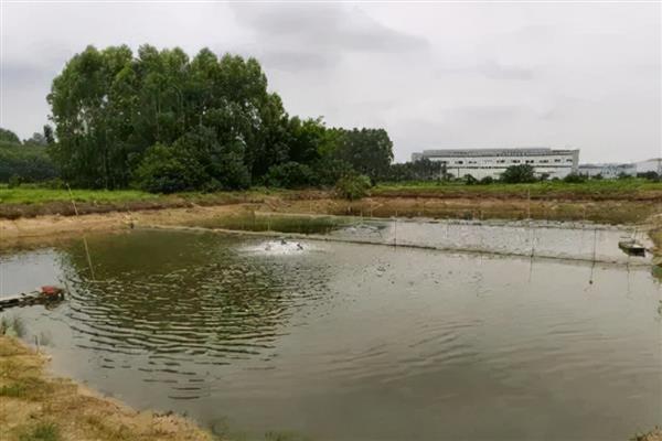 沟鲶鱼的产地，原产地在美洲