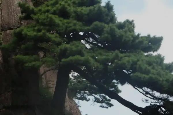 哪些树木的阳气最强，常见松树、柏树、桃树等品种