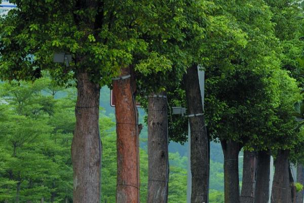 哪些树木的阳气最强，常见松树、柏树、桃树等品种