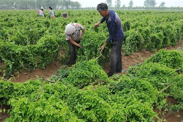 山药叶子发黄脱离是什么原因，是得了炭疽病所致