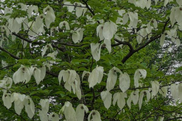 哪些树木的阳气最强，常见松树、柏树、桃树等品种