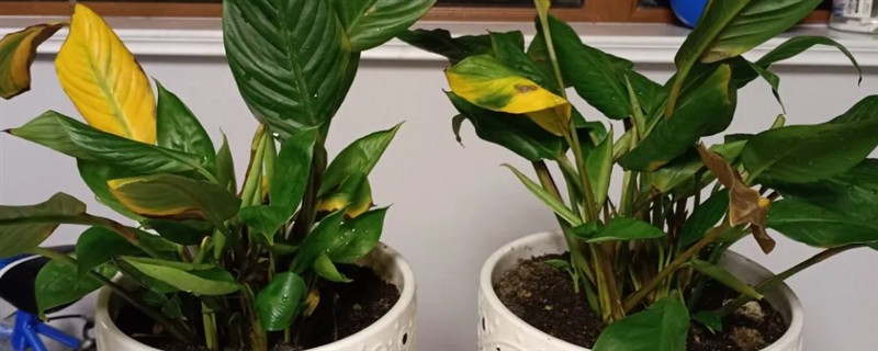 一帆风顺花蔫了怎么解决，需调节光照并及时浇水