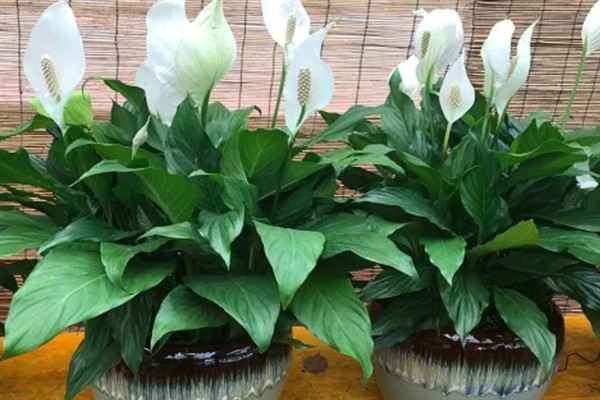 一帆风顺花蔫了怎么解决，需调节光照并及时浇水