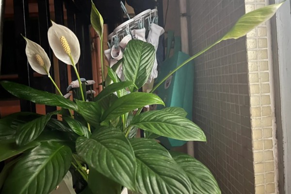一帆风顺花蔫了怎么解决，需调节光照并及时浇水