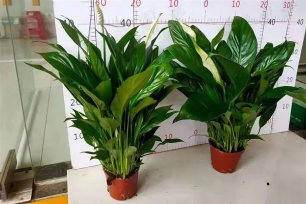一帆风顺花蔫了怎么解决，需调节光照并及时浇水