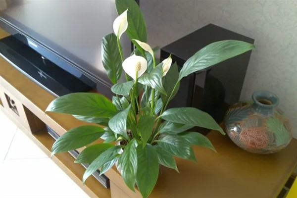 一帆风顺花蔫了怎么解决，需调节光照并及时浇水