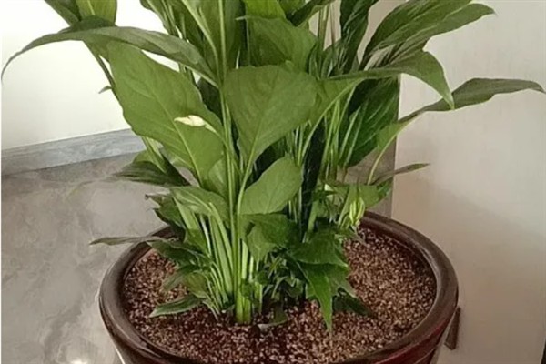 一帆风顺花蔫了怎么解决，需调节光照并及时浇水